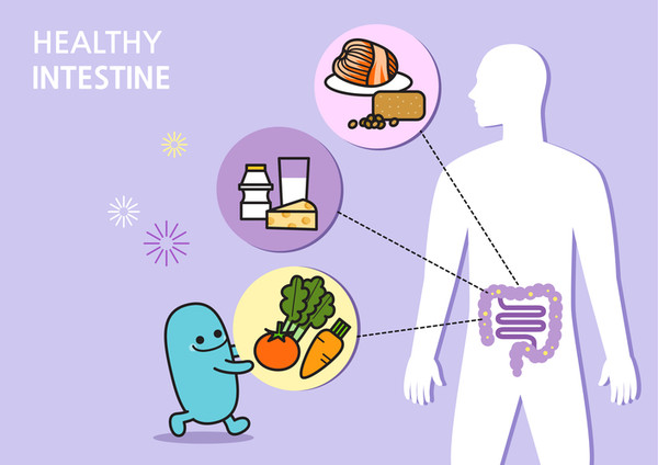 체내 효소는 소화효소와 대사효소로 나뉜다. 아밀라아제, 프로테아제, 리파아제 등 소화효소는 위, 침샘, 소장 등에 분비돼 음식물을 분해 소화시키는 역할을 한다./게티이미지뱅크 