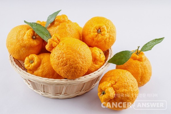 제주도 특산물로 유명한 한라봉이 제철을 맞았다./게티이미지뱅크