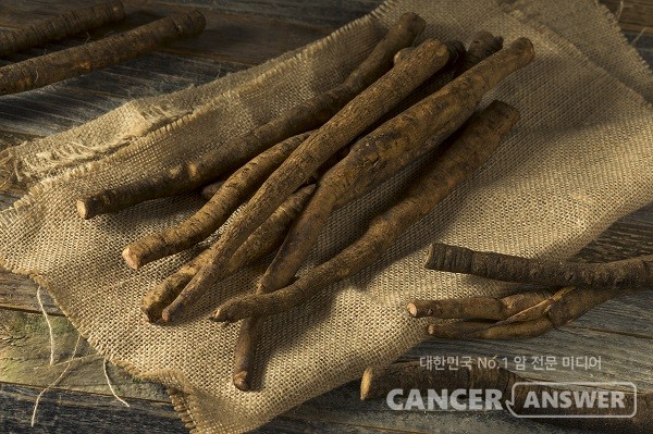 한겨울에 나는 우엉은 암 예방에 큰 도움이 된다./게티이미지뱅크