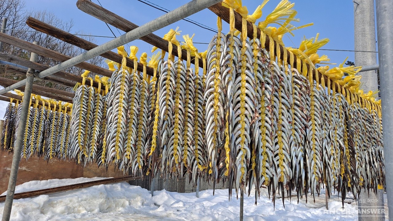 겨울철 건강식품인 양미리가 동해안 곳곳에서 잘 말려지고 있다. / 캔서앤서DB