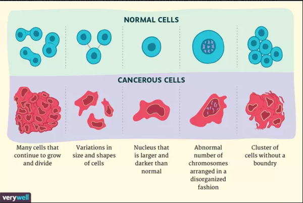 정상세포(normal cells)와 달리 암세포(cancerous cells)는 무한 증식, 다양한 형태와 크기, 어두운 색깔, 비정상적인 수의 염색체, 불분명한 세포 경계의 특성을 갖는다.