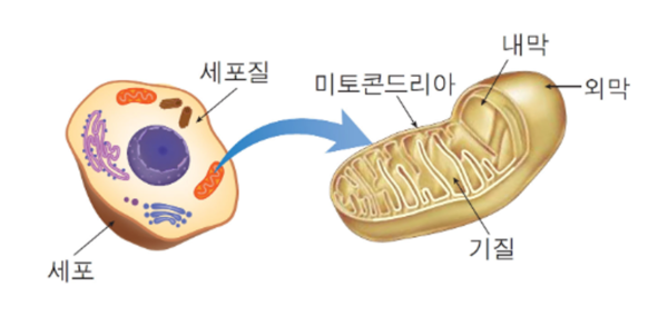 세포 안에 있는 정상 미토콘드리아는 연료(당, 단백질, 지방)의 90%를 산소와 함께 연소시켜 에너지를 만들고, 10%의 연료는 세포 복구와 성장을 위해 쓴다. 그런데 미토콘드리아에 문제가 생기면 이같은 과정에 문제가 생기고 암이 성장할 수 있게 된다.