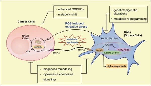 역 바르부르크 효과를 설명하는 그림. 왼쪽 둥근 원이 진행성 암의 세포(cancer cells)이고, 오른쪽 해면체 같은 모양이 '암관련 섬유아 세포(CAFS)'입니다. 암세포 자신은 '역 바르부르크 효과', 주변 세포는 '바르부르크 효과'를 유도해서 훨씬 교묘하게 지능적으로 성장, 확산해나갑니다. 