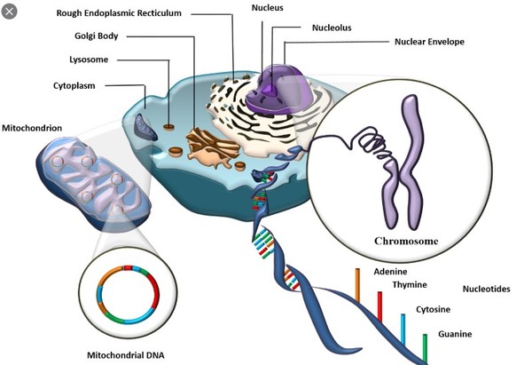 생명활동에 필요한 에너지를 생산하는 미토콘드리아(mitochondria, 왼쪽 작은 그림)는 세포 내에 존재하는 소(小)기관이지만, 독립적인 DNA를 갖고 있습니다. DNA가 독립적이라는 것은 생명유지에 필요한 기능도 독립적으로 한다는 의미일 수 있습니다.