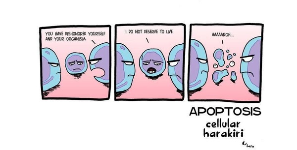 우리 몸의 세포는 자기 역할을 다 했거나 손상을 입어 더 이상 역할을 할 수 없을 때 자살을 강요당하는 데 이를 세포자멸사(아포토시스,  Apotosis)라고 합니다. 미토콘드리아는 세포자멸사에 관여하는 것으로 알려져 있습니다.