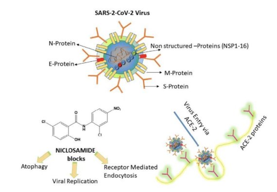 코로나19 항바이러스제 CP-COV03의 임상2상이 추진됨으로써 곧 '숙주표적' 항바이러스제 1호가 탄생할 것으로 보인다. 그림은 CP-COV03의 작용 개념도. / 현대바이오
