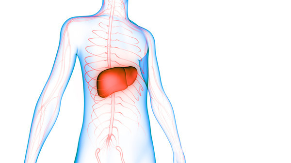 국내 연구진이 간내 담도암을 닮은 간세포암은 예후가 나쁘고 간세포암을 닮은 간내 담도암은 예후 좋다는 사실을 밝혀냈다. /게티이미지뱅크