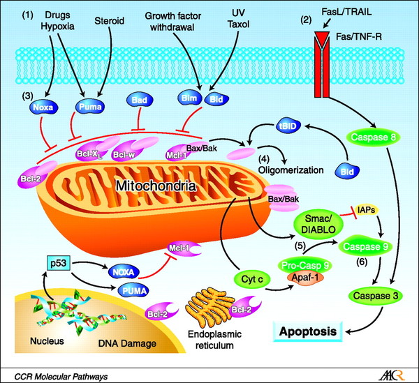 직접적인 DNA 손상, 약물이나 활성산소, 자외선, 저산소증 등으로 인해 미토콘드리아(Mitochondria)의 작용으로 세포 자멸사가 일어나는 과정.