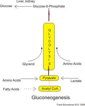 아미노산(Amino Acids)은 포도당 신생합성(Gluconeogenesis)이라는 과정을 통해 포도당(Glucose)으로 변환돼 에너지원으로 사용된다.