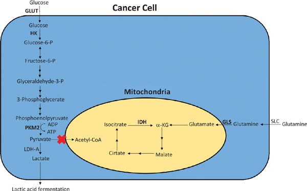 암세포(Cancer Cell) 중 가운데 타원형(노랑색)이 미토콘드리아이며, 글루타민(Glutamate)이 여기로 들어와 알파-키토글루타르산염 등으로 바뀌어 에너지 생산에 사용된다.