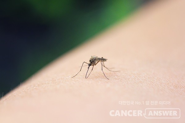 날이 더워지면 일본뇌염을 조심해야 한다./게티이미지뱅크