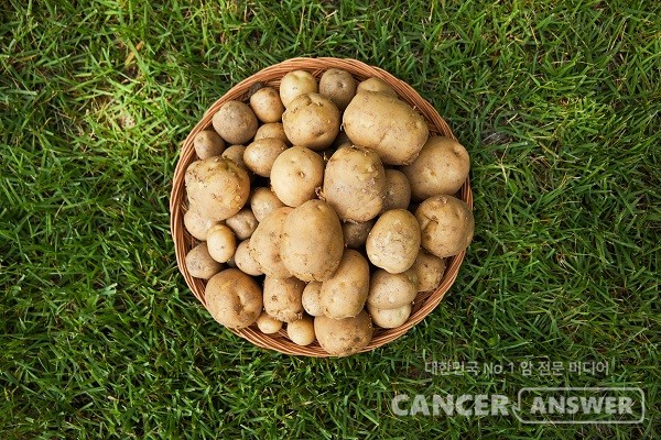 제철 감자가 맛과 영양을 뽐내고 있다./게티이미지뱅크