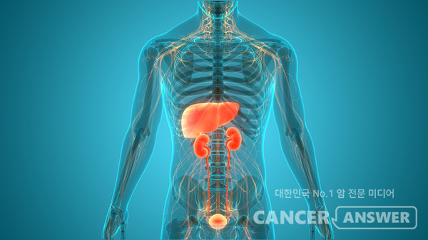 6월 18일은 세계 신장암의 날이다. 신장암은 우리나라 10대 암 중 하나다. /게티이미지뱅크.