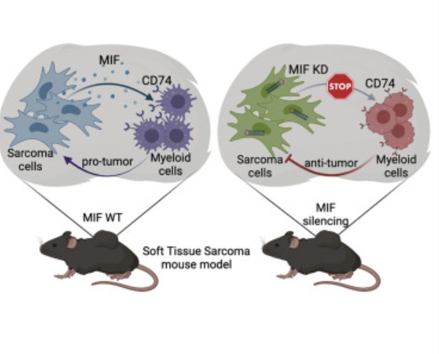 생쥐 모델로 구현한 '대식세포 이동 억제 인자(MIF)' 개념도. / Cell Reports