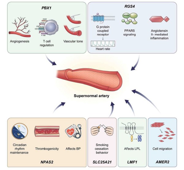 슈퍼혈관과 관련된 변이가 생긴 유전자 자리가 발견된 유전자 종류와 역할./세브란스병원 제공