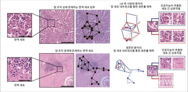 연구팀은 암 조직 내의 면역 세포와 암 세포 간의 상호작용을 분석해 암 세포 네트워크 그래프를 구성했다. /서울대