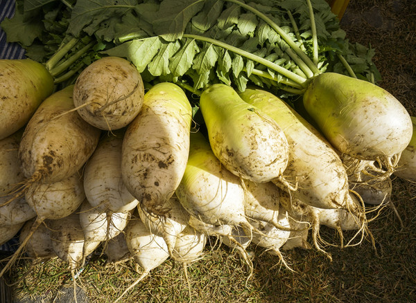 가을을 맞아 제철 식품인 무가 맛과 효능을 뽐내고 있다./게티이미지뱅크