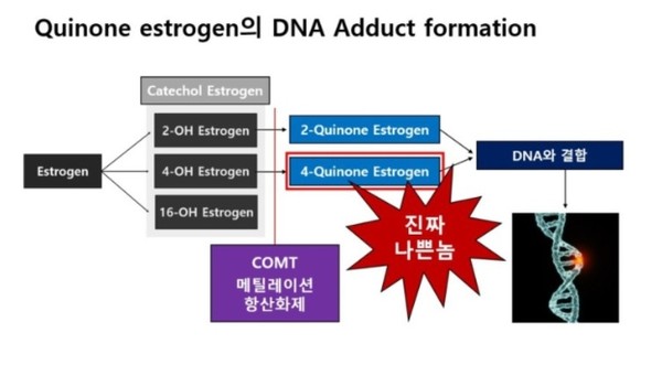 에스트로겐 중에서 4-퀴논 에스트로겐(4-Quinone estrogen)은 유방암을 일으키는 대사와 관련돼 있습니다.