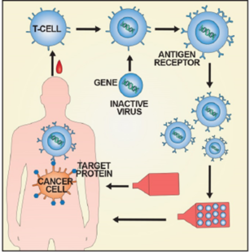 CAR-T 치료 개념도. / 식약처