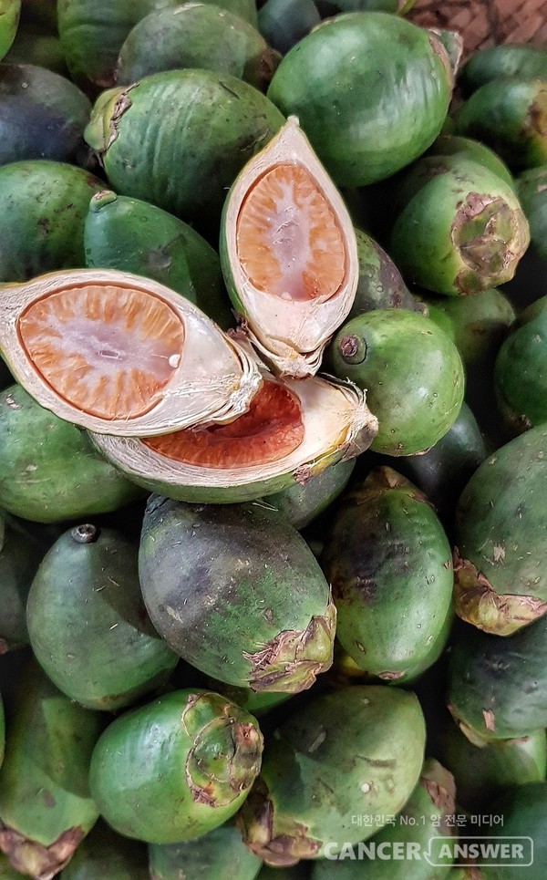 아레콜린이라는 발암물질이 함유돼 있어 구강암을 일으키는 것으로 알려진 빈랑 /픽사베이