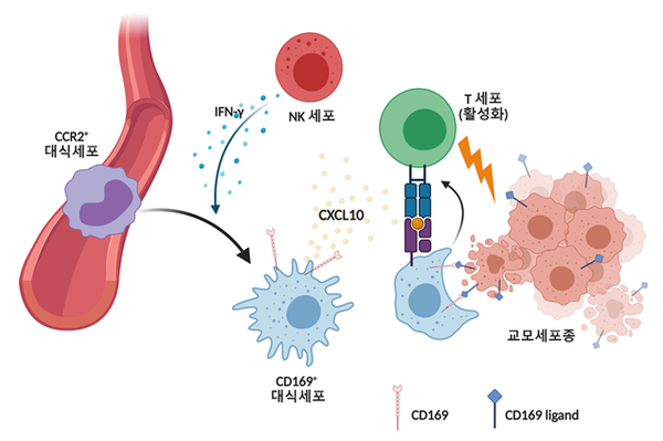 CD169 단백질 발현 대식세포가 교모세포종에 대한 항암면역 반응을 높인다는 사실을 국내 연구진이 발견했다. CD169 대식세포의 작용을 보여주는 그림./KAIST 제공