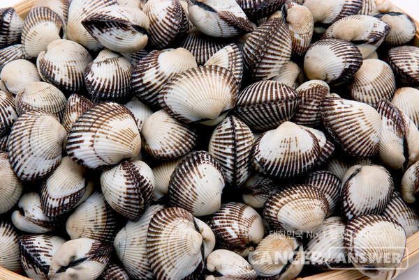 꼬막은 11월부터 2월까지 제철인 겨울철 건강 식품이다./게티이미지뱅크