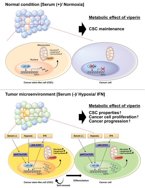 영양분과 산소 공급이 원활하면 바이페린은 암 줄기세포의 HIF-1 인자에 의해 낮은 수준으로 발현하며, 대사 조절을 통해 암 줄기세포의 특성을 유지하고 생존할 수 있게 한다.(위 그림). 영양분과 산소가 결핍된 암 미세환경 조건에서 바이페린은 암 줄기세포에서 다양한 기전을 통해 높은 수준으로 발현하며, 대사 조절을 활성화해 암 줄기세포의 자가 재생 및 암세포로의 분화 등 특성을 강화하고 주변 암세포에서도 발현해 대사를 활성화함으로써 암 증식과 성장을 촉진하게 됨(아래 그림)./세브란스병원 제공