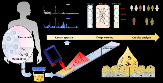 한국재료연구원 연구팀이 개발한 ‘소변 내 대사체 광신호 증폭을 위한 스트립형 소변 센서 개발 및 현장 암 진단 기술’의 모식도.