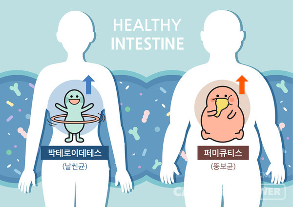 특정 유산균이 노화 지연, 수명 연장 효과를 보인다는 연구 결과가 발표됐다. 우리 몸의 장에는 수많은 유산균이 서식하면서 여러가지 기능을 한다./게티이미지뱅크