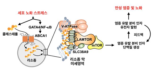 자료 서울대