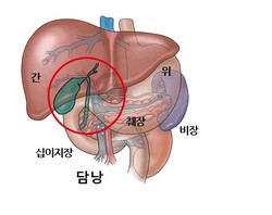 담낭은 소화에 필수적인 담즙을 농축, 저장한다.