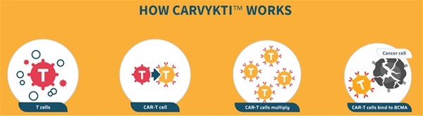 다발성골수종을 적응증으로 국내 허가를 받은 CAR-T세포치료제 '카빅티주'의 치료 기전 개념도.