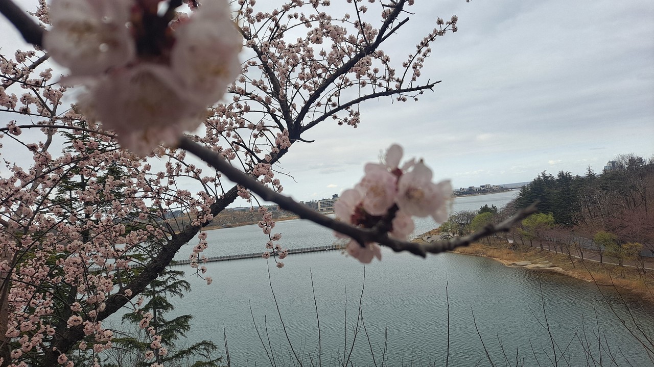 벚꽃이 흐드러지게 피었다. 자연의 움직임에는 어떤 작위도 부자연스러움도 없는 부드러움의 극한이 숨어있다. / 캔서앤서DB