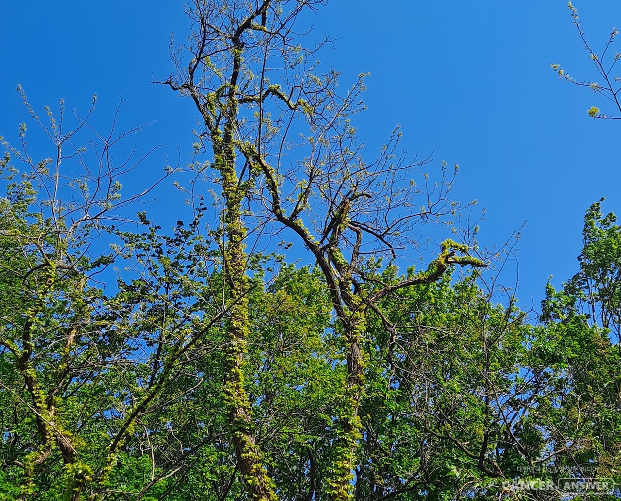 산과 들에 신록이 푸르다. 고목 같아 보이는 나무에도 새잎이 나, 고목을 휘감은 덩쿨과 생명력을 겨루고 있는 형국이다. 그 생명력을 우리도 봄을 맞아 지녀야 하지 않을까. / 캔서앤서DB