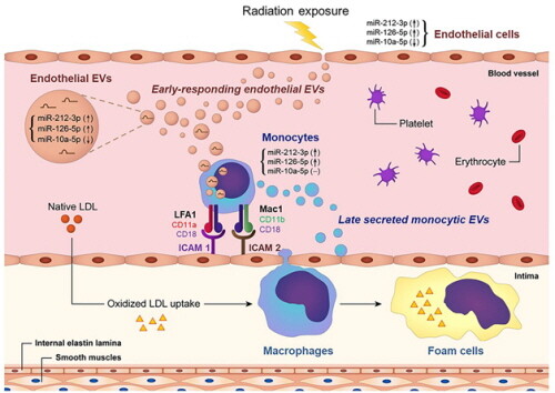방사선 노출에 의한 염증 초기 단계에서의 혈관내피세포와 면역세포 사이 정보 교환 개념도. / 한국원자력의학원