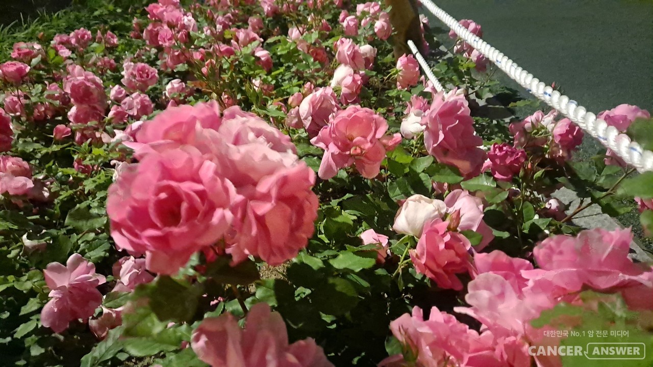 무더운 5월이 시작되면서 꽃의 여왕 장미가 한창이다. / 캔서앤서DB