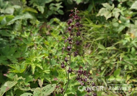 전립선암 억제에 효과가 있는 것으로 알려진 여로./국립수목원 자료
