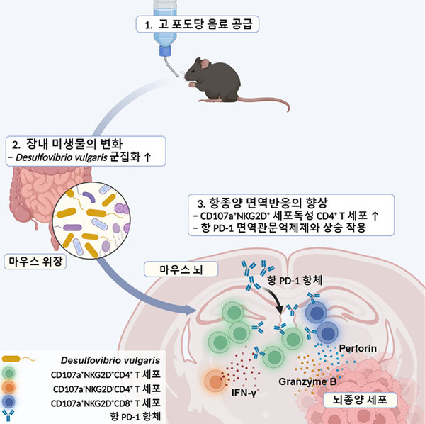 고농도 포도당 음료가 장내 미생물의 조절을 통해 악성 뇌종양의 성장 억제에 영향을 미치는 기전을 설명한 개념도./KAIST 제공