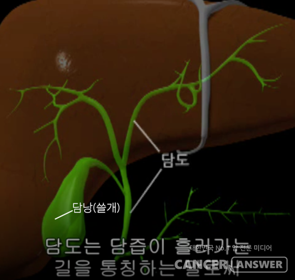 한국간담췌외과학회가 ‘간외 담관암 진료지침’을 내놨다. 담관암(담도암)은 발생 위치에 따라 간내관암과 간외담관암으로 구분된다. /국가암정보센터