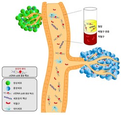 연구팀이 활용한 액체 생검, 혈액 속 암 조각 유전자를 분석해 원발종양에 대한 유전적 분석이 가능하다./세브란스 제공