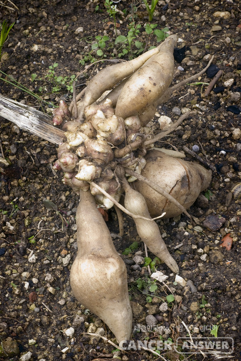 야콘은 프락토올리고당, 폴리페놀, 비타민C, 미네랄 등이 풍부하다./게티이미지뱅크
