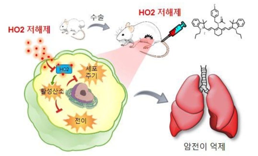 암 전이 억제제 타이니어(TiNIR)의 작동 메커니즘. 타이니어가 HO2의 발현을 저해하면 활성산소가 발생해 암세포의 세포 주기와 이동을 억제한다./KBSI 제공