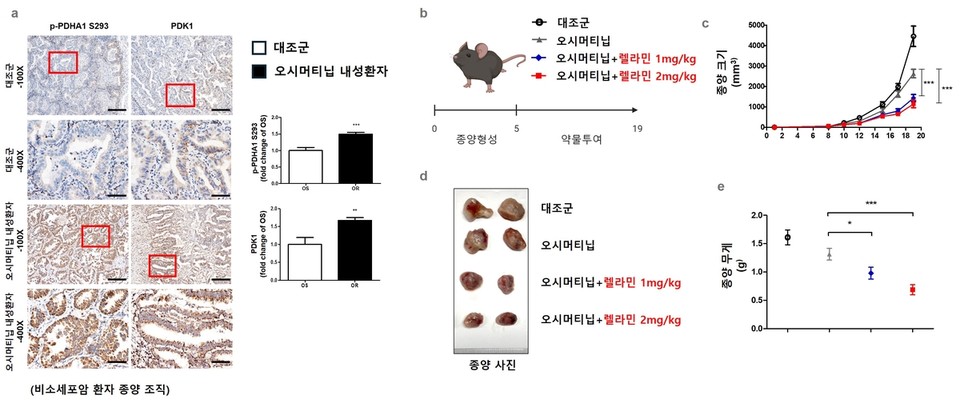 비소세포폐암 표적항암제 타그리소의 내성을 극복하는 데 소나무 마디(송절) 성분을 활용하면 유용하다는 연구 결과가 나왔다./ 부산대 제공