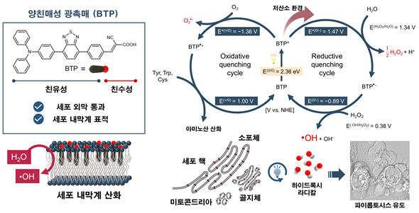 활성산소에 의한 세포 내막계 산화로 파이롭토시스가 일어나는 과정./울산과학기술원(UNIST) 제공