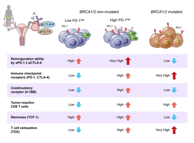 난소암 환자의 ‘BRCA12 유전자 돌연변이 여부’ 및 ‘PD-1 발현 수준’에 따른 면역 세포의 반응 차이 비교표./순천향대 부천병원 제공