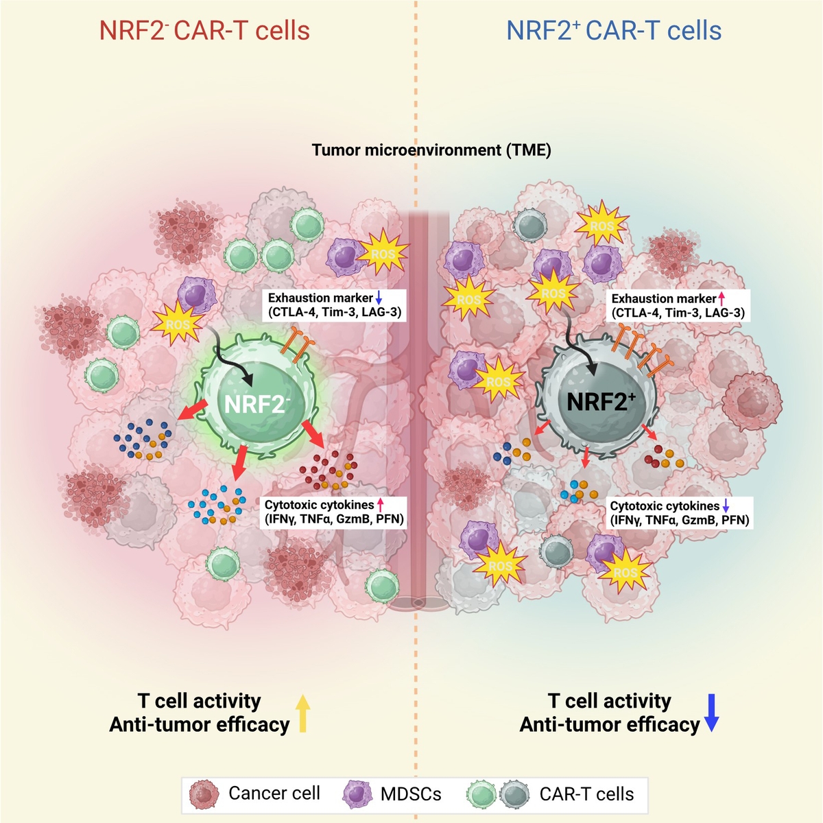 CAR-T세포치료가 고형암에도 잘 듣게 하는 방법을 설명한 개념도./부산대병원