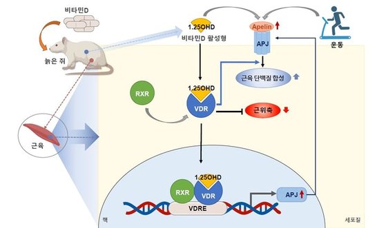 비타민D 섭취가 근감소증을 예방하는 과정을 설명해주는 개념도./질병관리청 제공