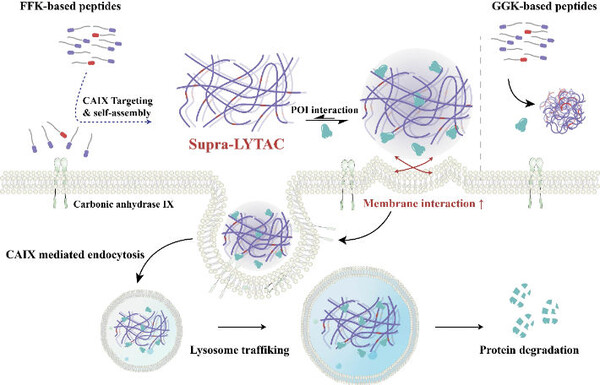울산과학기술원(UNIST)은 화학과 유자형 교수팀이 암이 면역 회피에 쓰는 단백질을 분해하는 복합체 조립 기술을 개발했다고 23일 밝혔다. 암세포는 PD-L1이라는 단백질을 정상세포보다 많이 만들어 세포 표면에 내세운다. / UNIST 제공