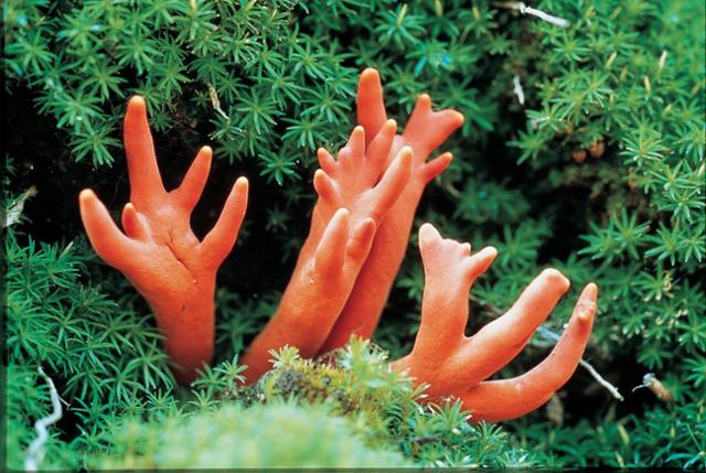 먹으면 항암 효과를 볼 수 있다고 잘못 알려진 붉은사슴뿔버섯. 소량만 섭취해도 치명적인 중독증상을 일으키는 맹독성 버섯이므로 절대 먹으면 안된다./국립산림과학원 제공
