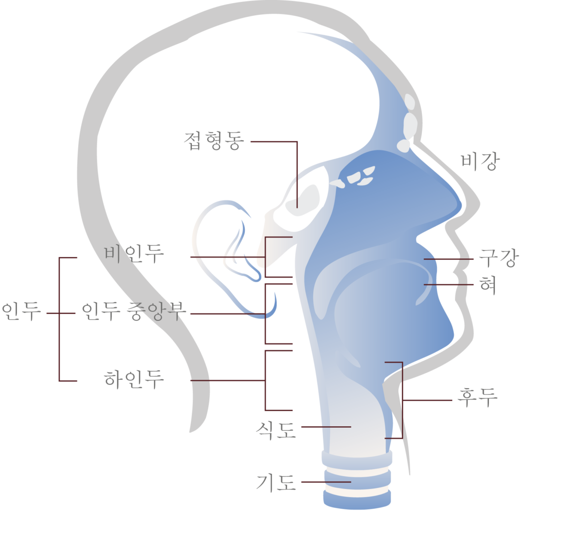 두경부암은 구강, 인두, 후두 등 머리와 목 부분에 생기는 악성 종양으로, 대부분 편평상피세포암 형태다. 발성, 호흡, 연하 기능과 밀접한 부위에 발생하기 때문에 치료 과정에서 환자의 삶의 질이 크게 흔들린다.
